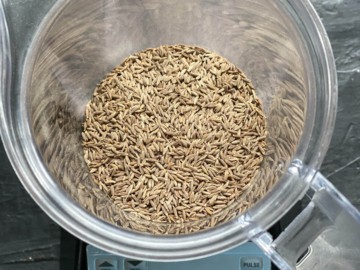 Adding cumin seeds to a blender jug.